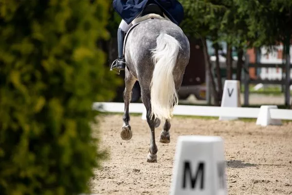 pVerd-event_headerbild_Late-Entry_Dressur_Fellner